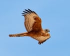 Going extinct ‘right under our noses’: the quiet plight of Australia’s rarest bird of prey