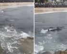 Shark feeding frenzy off popular Australian surf beach captured in chilling footage