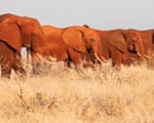 Ancient elephant migration routes are being blocked off – can anything stop the rising death toll?