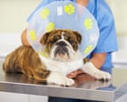 Vets could be made to publish prices after UK watchdog investigation
