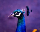 The peacock parent problem: how to survive being raised by a narcissist