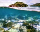 Planet’s first catastrophic climate tipping point reached, report says, with coral reefs facing ‘widespread dieback’