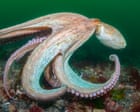 2025 is ‘year of the octopus’ as record numbers spotted off England’s south coast