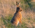 Shooting hares in England to be banned for most of the year