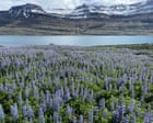 How an invasion of purple flowers made Iceland an Instagram paradise – and caused a biodiversity crisis