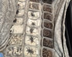Snakes, spiders and rare birds seized by Border Force in month-long operation