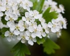 Plant ‘tredges’ to boost England’s tree cover, gardeners urged