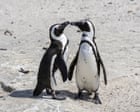 60,000 African penguins starve to death after sardine numbers collapse – study