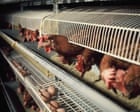 Hen cages and pig farrowing crates to be outlawed in England