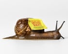 The snail farm don: is this the most brazen tax avoidance scheme of all time?