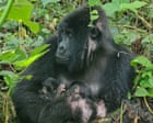 Rare twins born in DRC raise cautious hope for endangered mountain gorillas