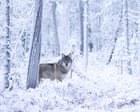 ‘We cannot say for sure these wolves come from Russia’: Finns try to fathom cause of record reindeer deaths