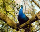 From scorpions to peacocks: the species thriving in London’s hidden microclimates