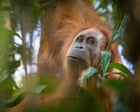 Indonesia takes action against mining firms after floods devastate population of world’s rarest ape