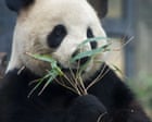 Black and white and sent back over: end of panda diplomacy as Japan returns bears to China