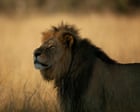 Cecil: The Lion and the Dentist review – inside the horrific big cat killing that outraged the world