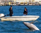 Humans – not Mimmo the dolphin – need managing in Venice lagoon, say scientists