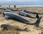 Mass stranding of whales on Scottish beach caused by loyalty to their pod, report finds