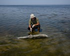 ‘A toxic punch’: fears Russia’s war is pushing the Black Sea and its dolphins past tipping point