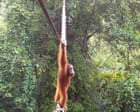 ‘Cries of delight’ as Sumatran orangutan filmed using canopy bridge to cross road for first time