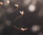 Older than the dinosaurs: scientists finally unlock secret of the mayfly’s dance