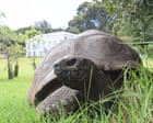 World’s oldest tortoise caught in viral crypto death scam