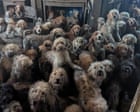 ‘It’s not AI, it’s real’: shock as RSPCA releases images of 250 dogs found at property