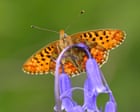 More than half of Britain’s butterfly species in decline, monitoring scheme shows
