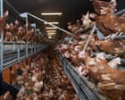 Ammonia pollution hotspots found in areas of UK with most pig and poultry factory farms