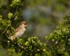 Sounds of hope in Kent as more nightingales join dawn chorus