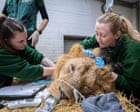 From sleeping lions to spitting snakes: a year in the life of London zoo vets