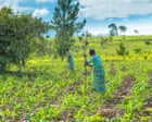 Iran war may cause food shortages in Africa, world’s largest fertiliser firm says
