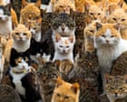 ‘Catnomics’: how Japan’s feline fixation has become an industry worth billions