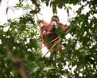 ‘Should we leave them to die?’ The battle over how to save orangutans from the curse of palm oil