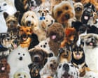 ‘She compared her dachshund to my newborn baby’: should you be able to take your dog everywhere?
