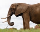 Rewilding giants: captive elephants rehomed in Europe’s first sanctuary