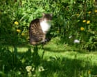 From neat lawns to wild havens: how No Mow May is transforming England’s gardens