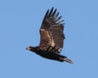 Predator or prey? The confounding case of the missing sea eagle