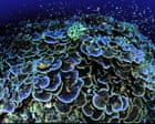 Ping-pong sponges, ‘black smokers’ and floating somethings: the secrets of the deep sea