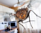 ‘It makes you feel you’ve got a really dirty house’: what’s behind the UK’s plagues of flies?