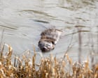 ‘It makes your heart sing’: can a pioneering project show that rewilding really works?