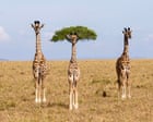 Comedy wildlife photography award finalists 2026 – in pictures